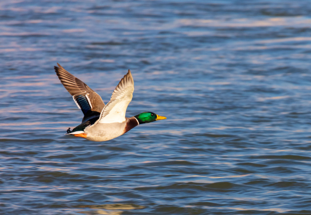 松花江上的绿头鸭by 歌珊王子 500px
