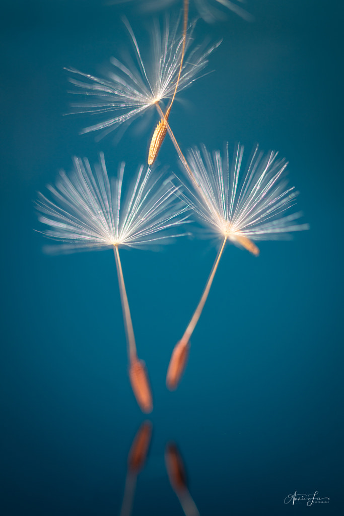 The Ballet of Dandelions by Annie Fu / 500px