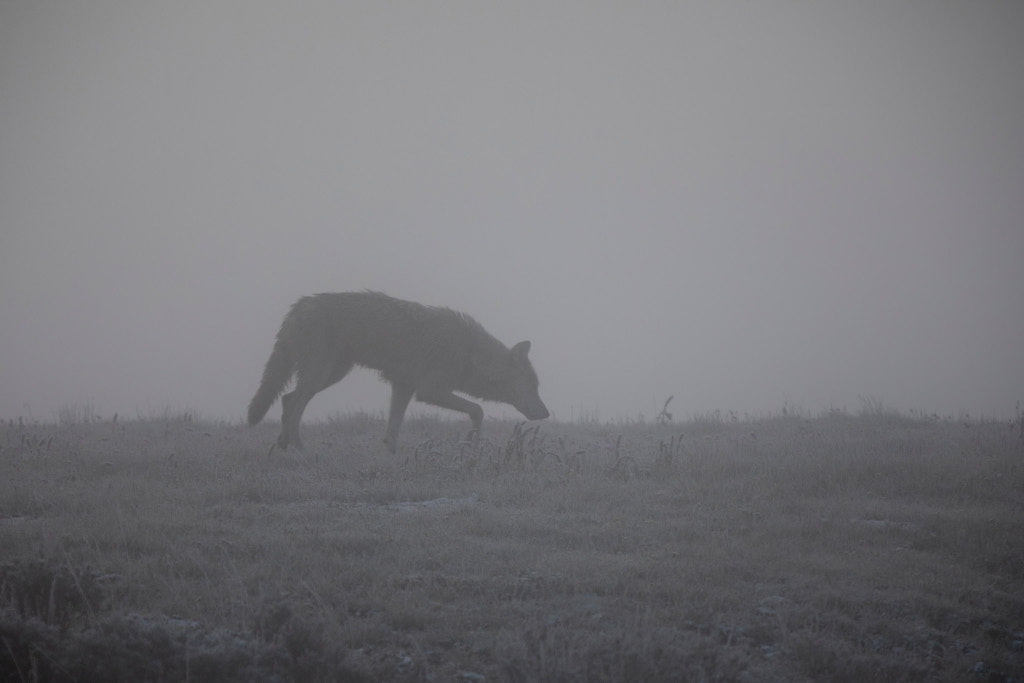 Lone Hunter in the fog by Jon Albert on 500px.com