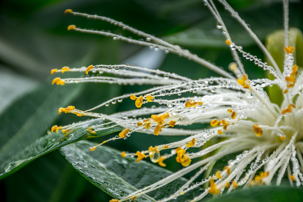 The Beauty After Rain by L's  on 500px.com