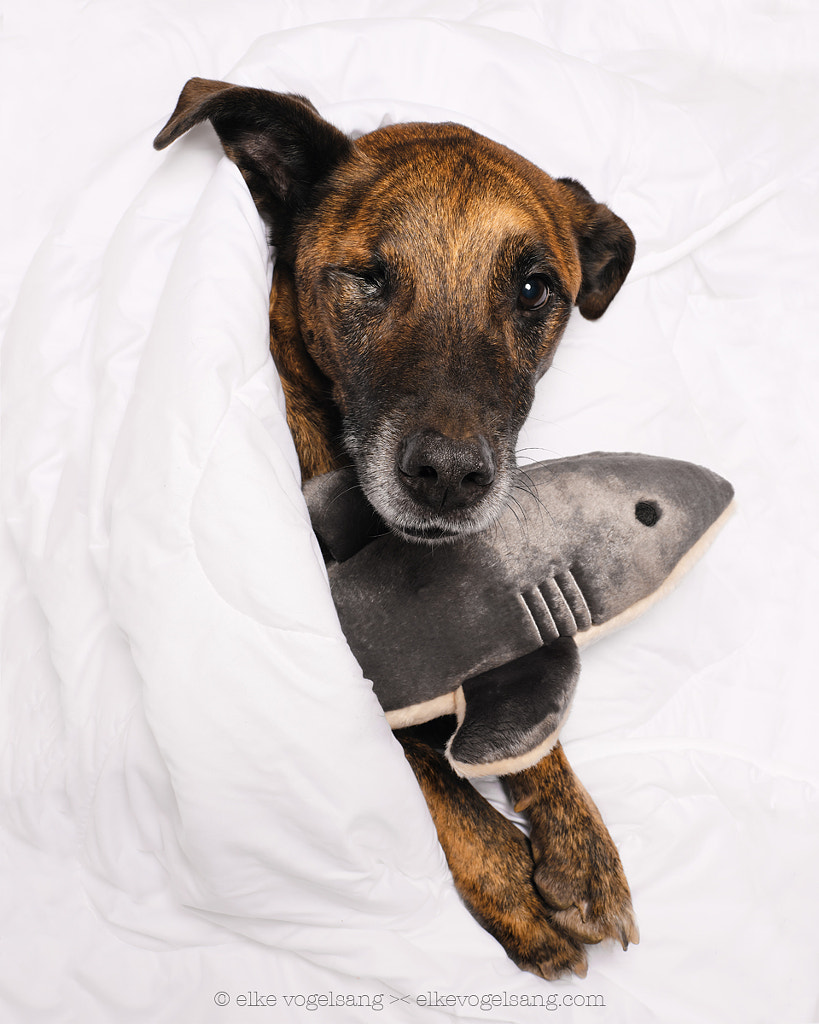 Not without my shark by Elke Vogelsang on 500px.com