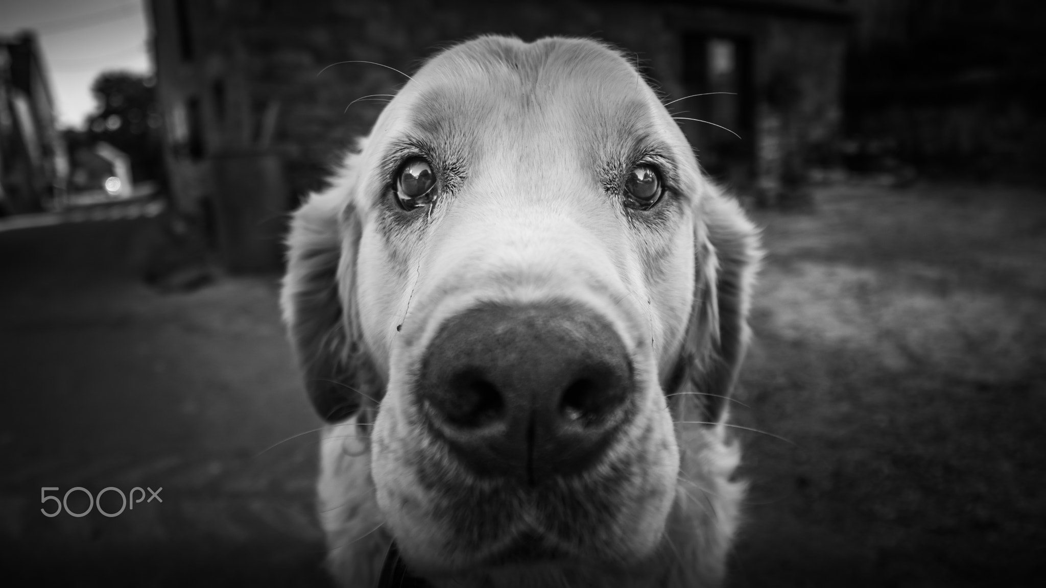 white and black close up of a dog