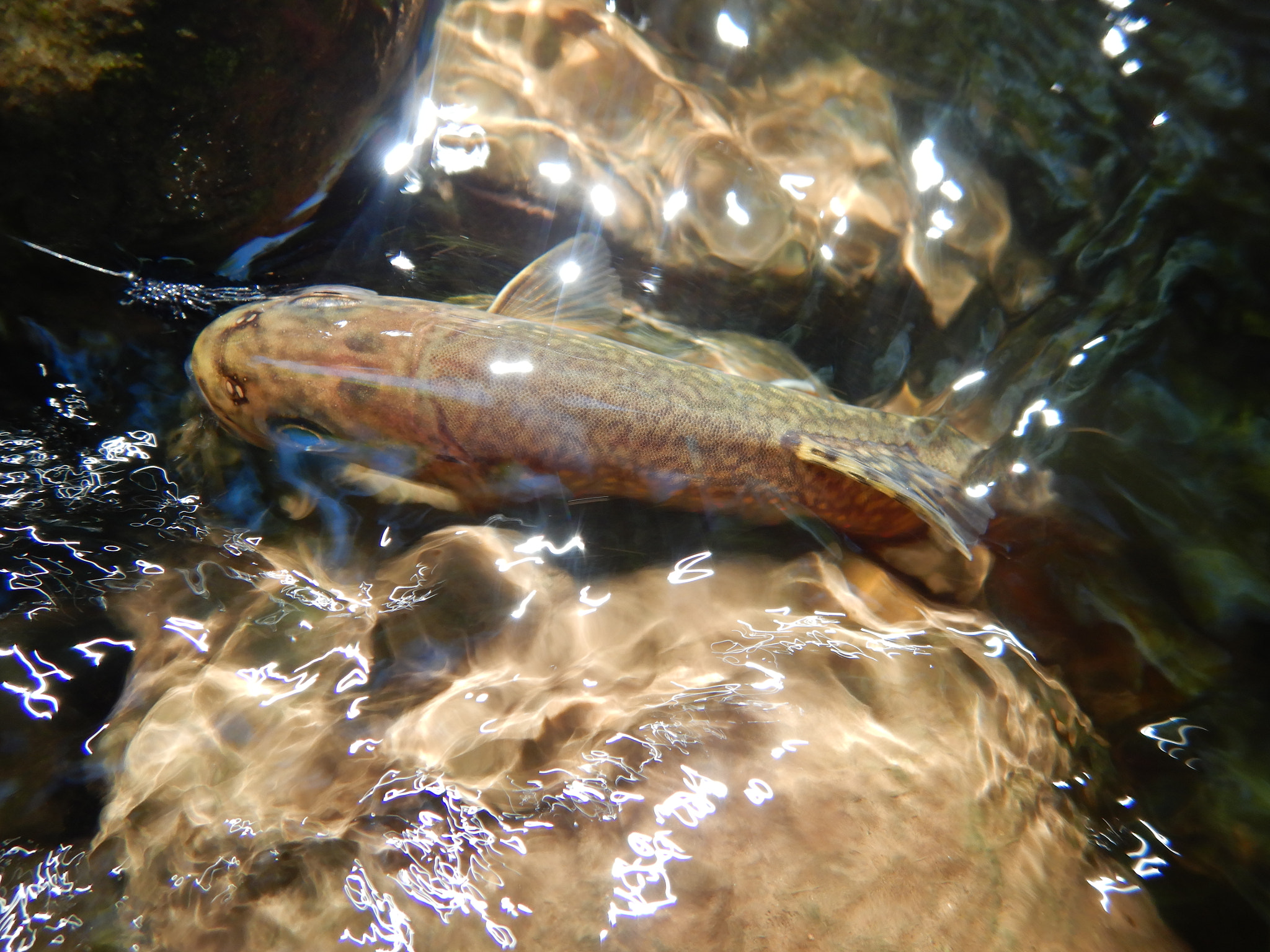 Detail of a Brook Trout