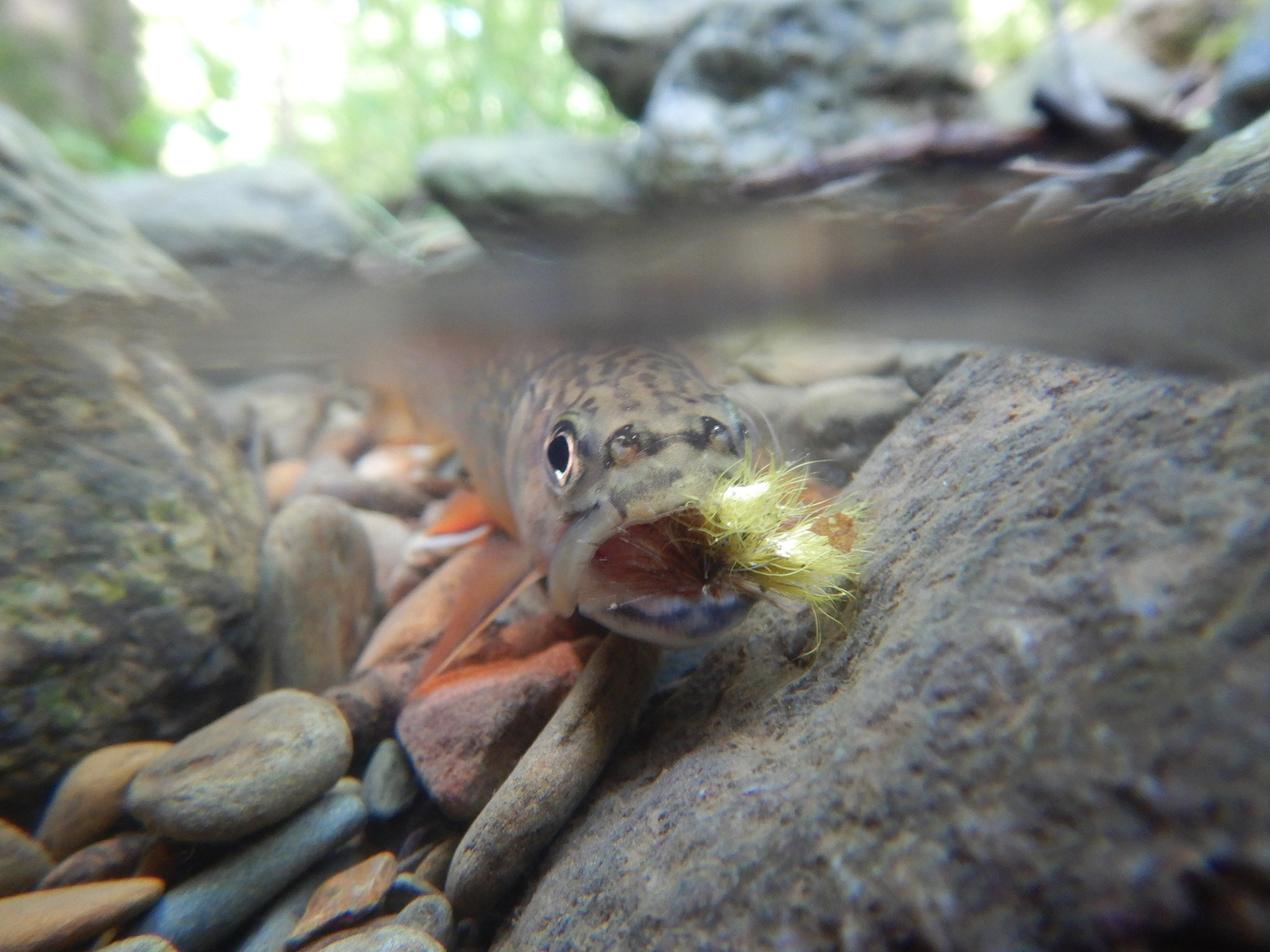 Detail of a Brook Trout