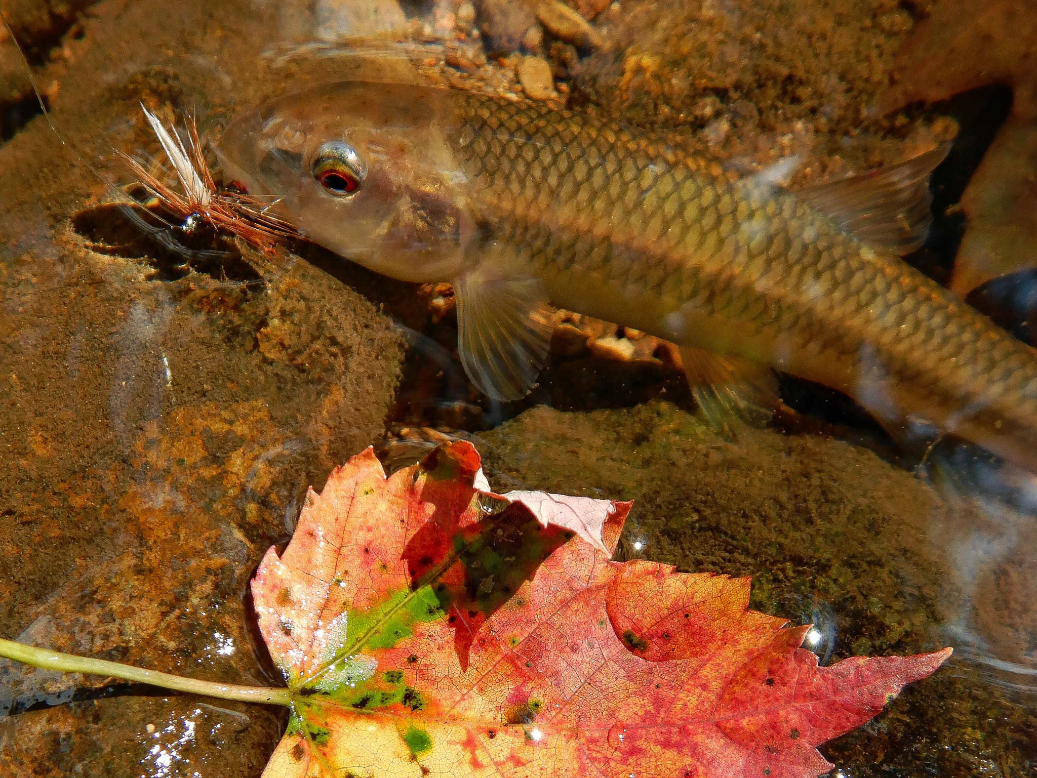 Detail of a Chub in a Small Creek