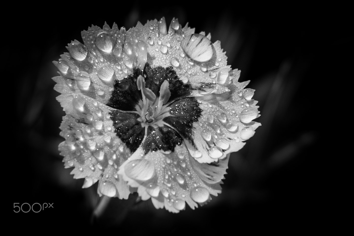 Water on Flower