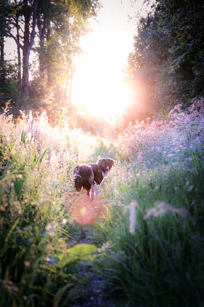 One summer day by Sandy van Kruysdijk on 500px.com