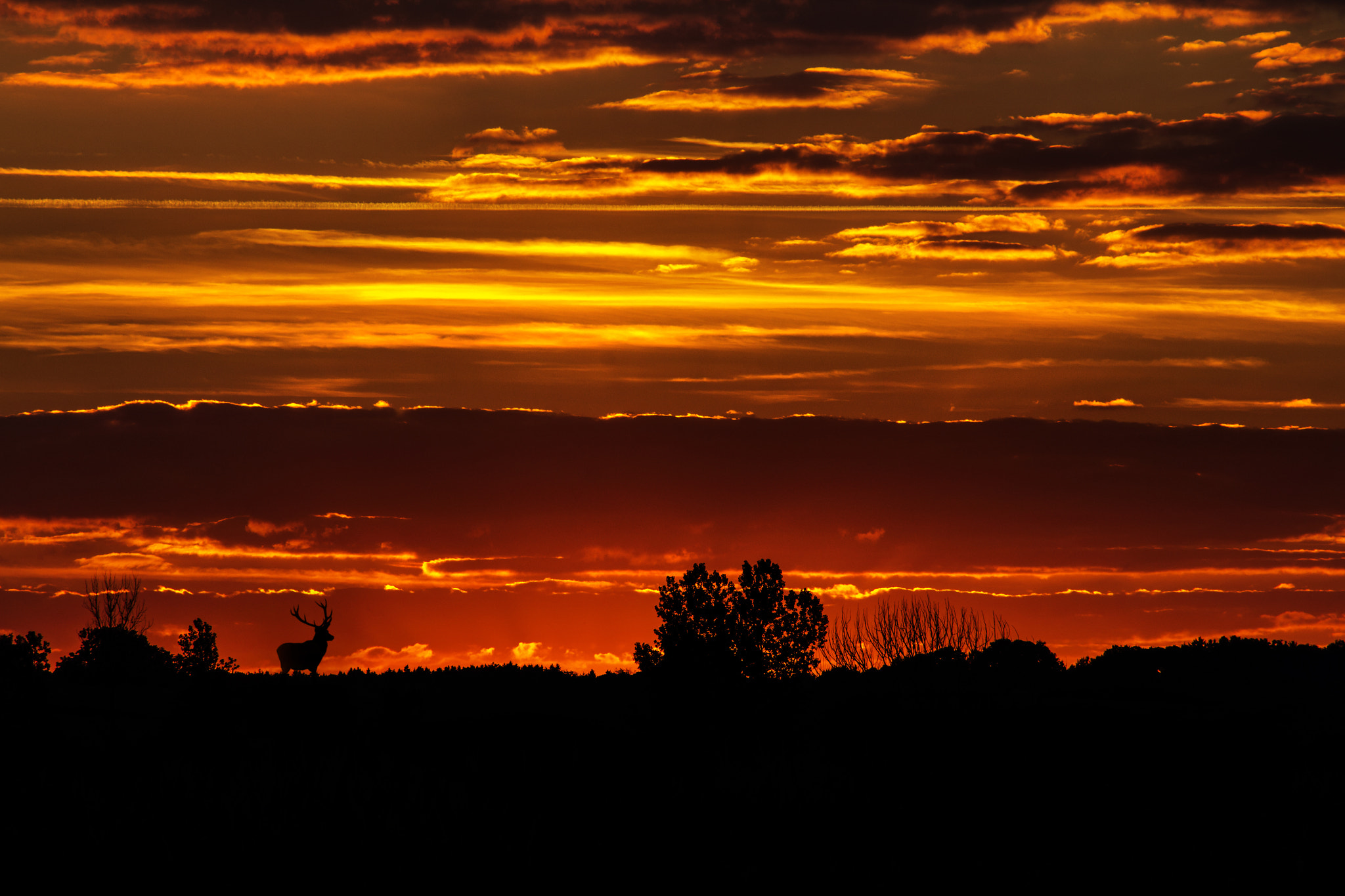 Oh my Deer