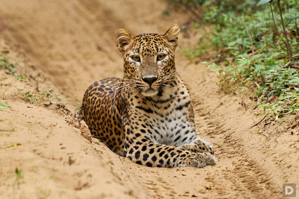 https://500px.com/photo/1026087470/Sri-Lankan-leopard-Kotiya-by-Dinesh-J-Weerakkody
