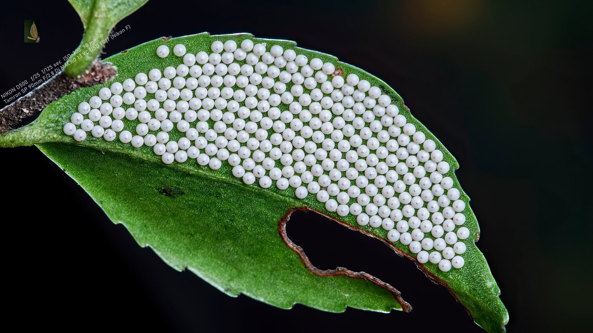 心禅 Vcg Page Profile 500px