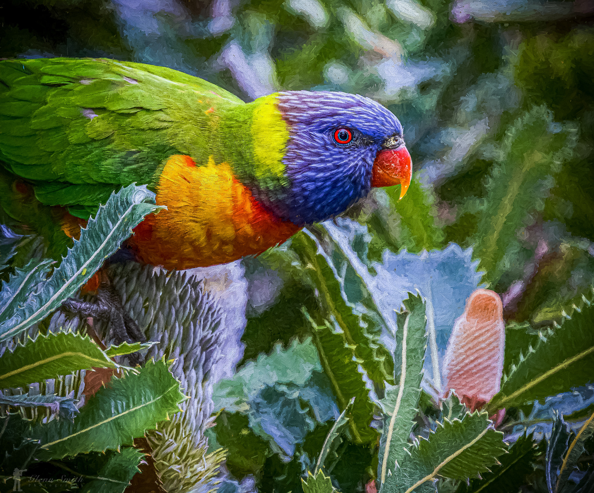 RaRainbow Lorikeet (Trichoglossus haematodus)