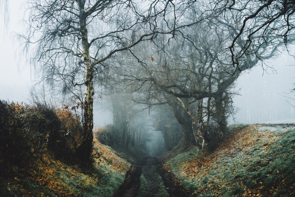 Foggy Bridleways by Daniel Casson on 500px.com