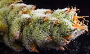 Buy Jungle Boys Weed Online