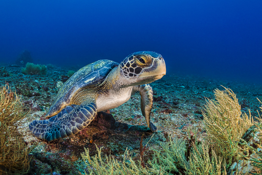 Tortue Verte By Sylvain Girardot 500px