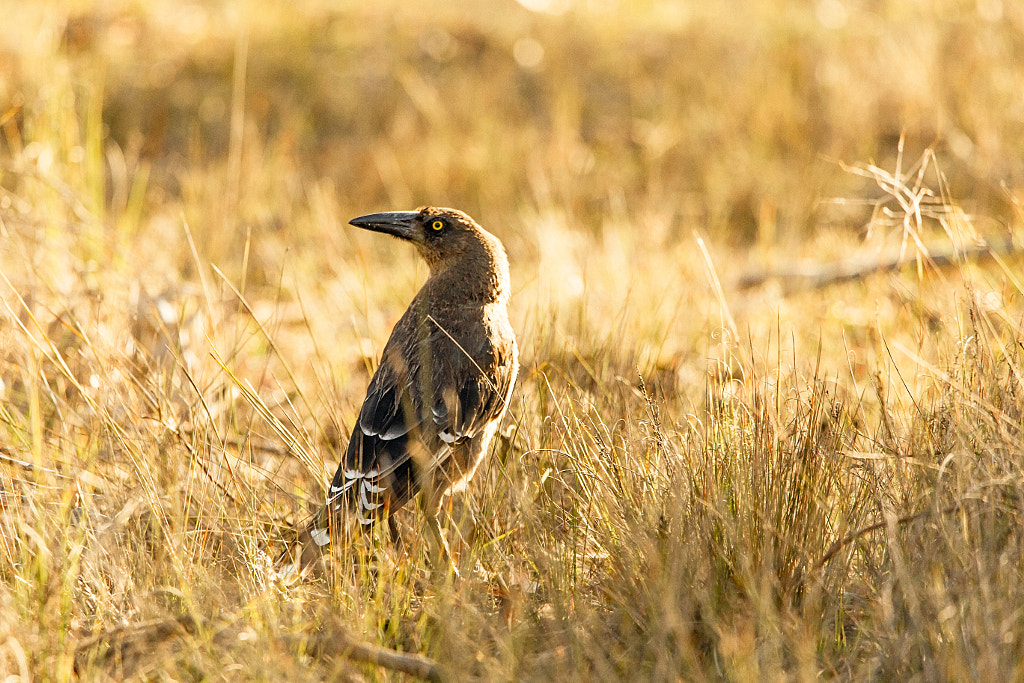 Djilok by Paul Amyes on 500px.com