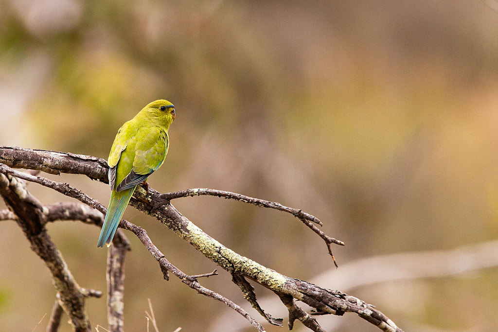 Koolyederong by Paul Amyes on 500px.com