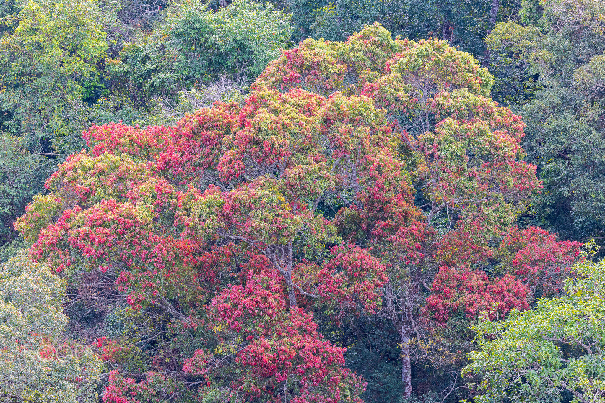 autumnal tree aerial view north thailand