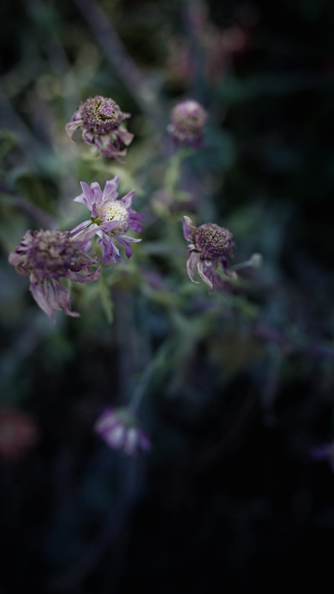 寒菊 宁可枝头抱香死何曾吹落北风中by 东林设计 500px