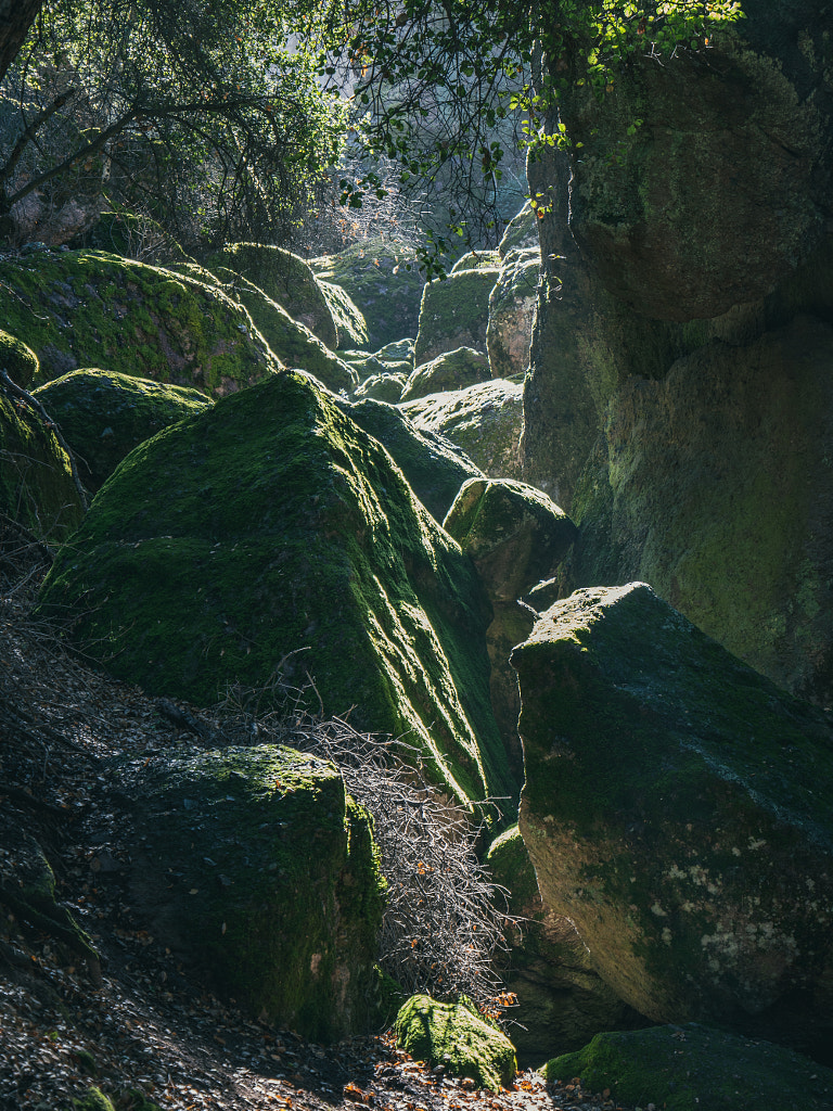 Hiking in the forests by James Lee on 500px.com