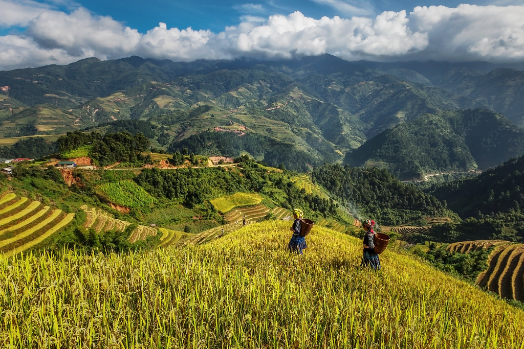 Photograph Rice fields on terraced. by Jakkree Thampitakkul on 500px