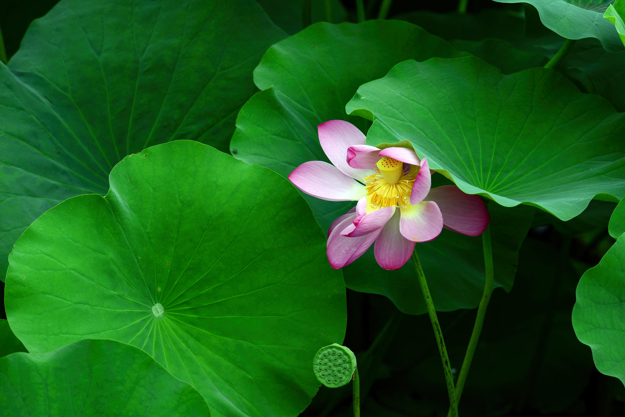 荷花 荷花by xhww | 500px