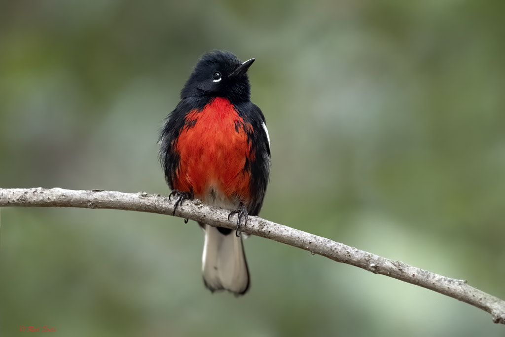 Painted Redstart Red Breasted Birds: A Guide to the Most Colorful birds