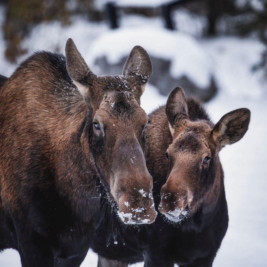 Motherly Moose Love by Seth Macey on 500px.com