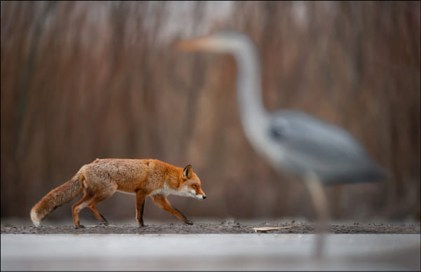 redfox by Georg Scharf
