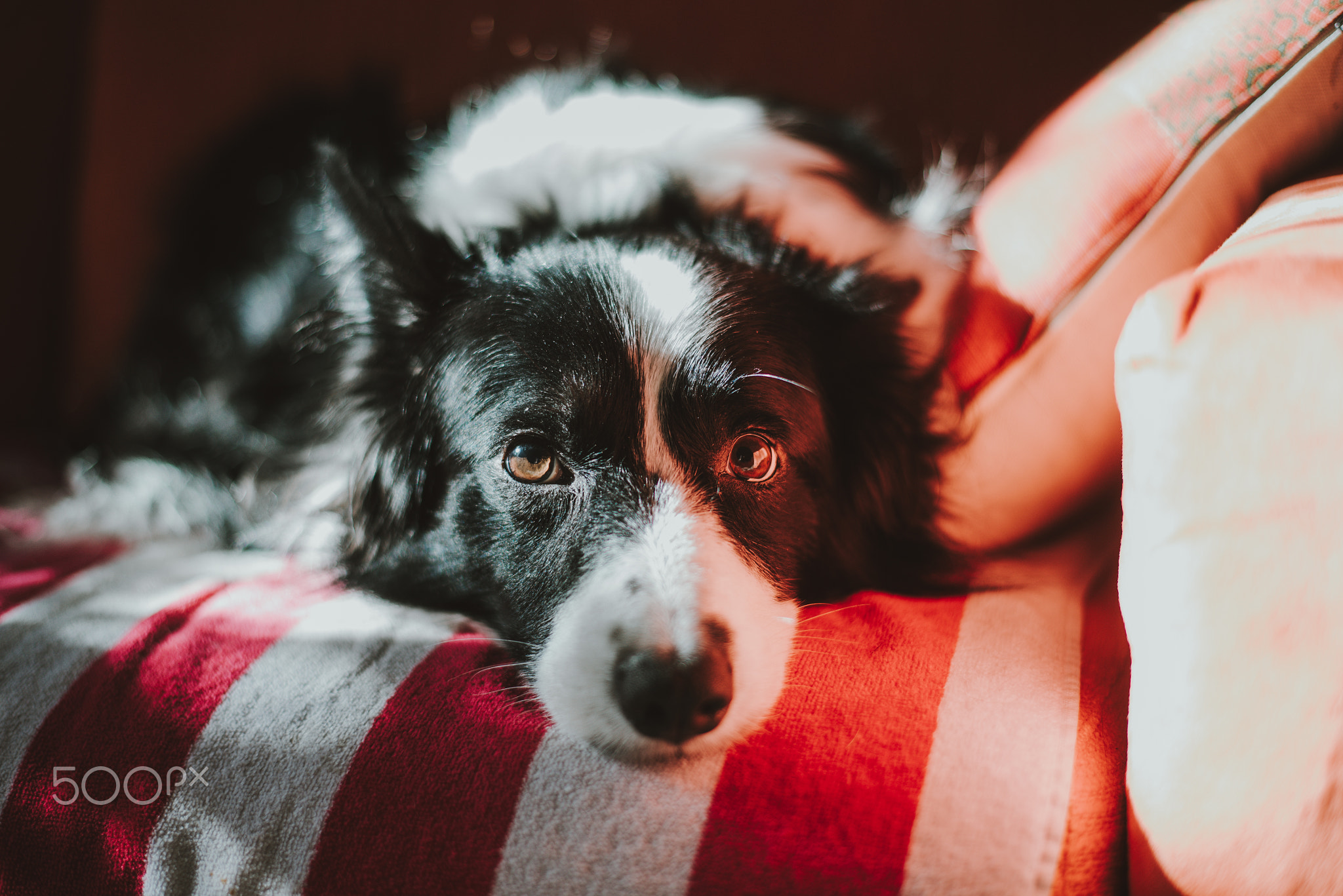 Pure breed border collie resting on a couch