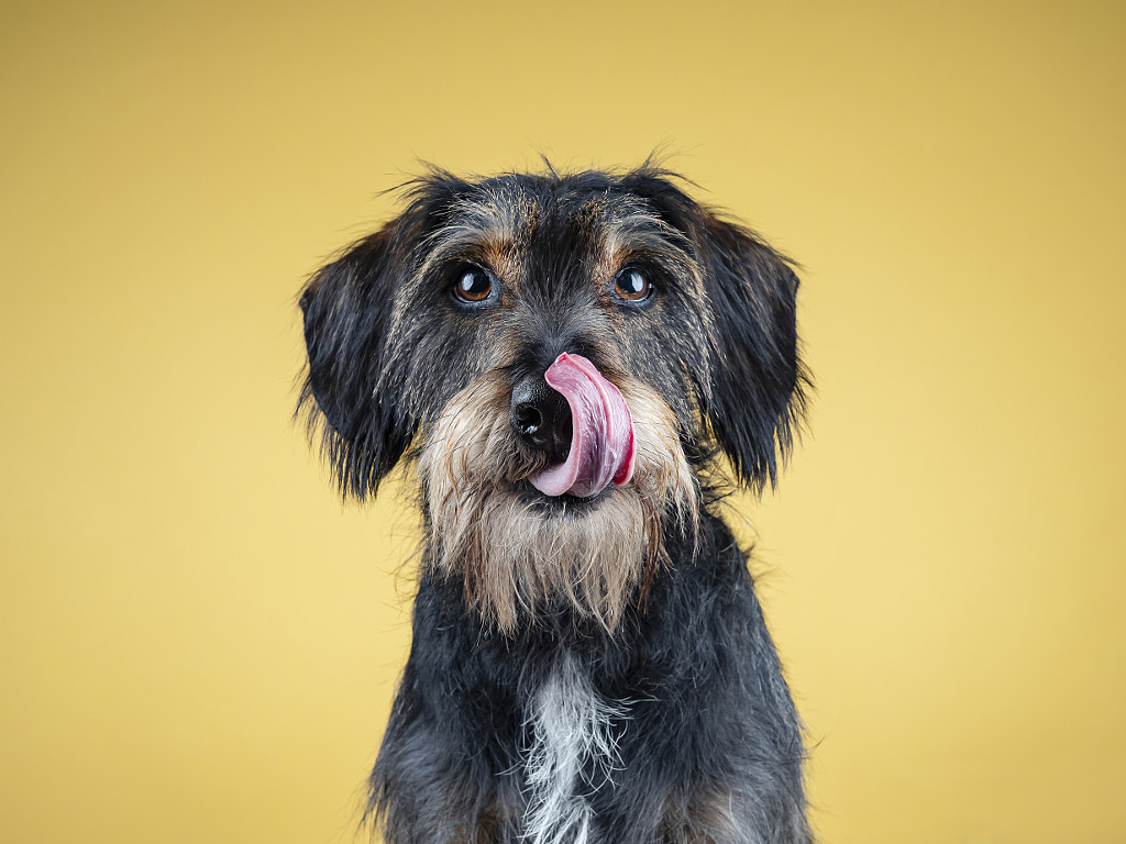 Sam by Andrés López on 500px.com