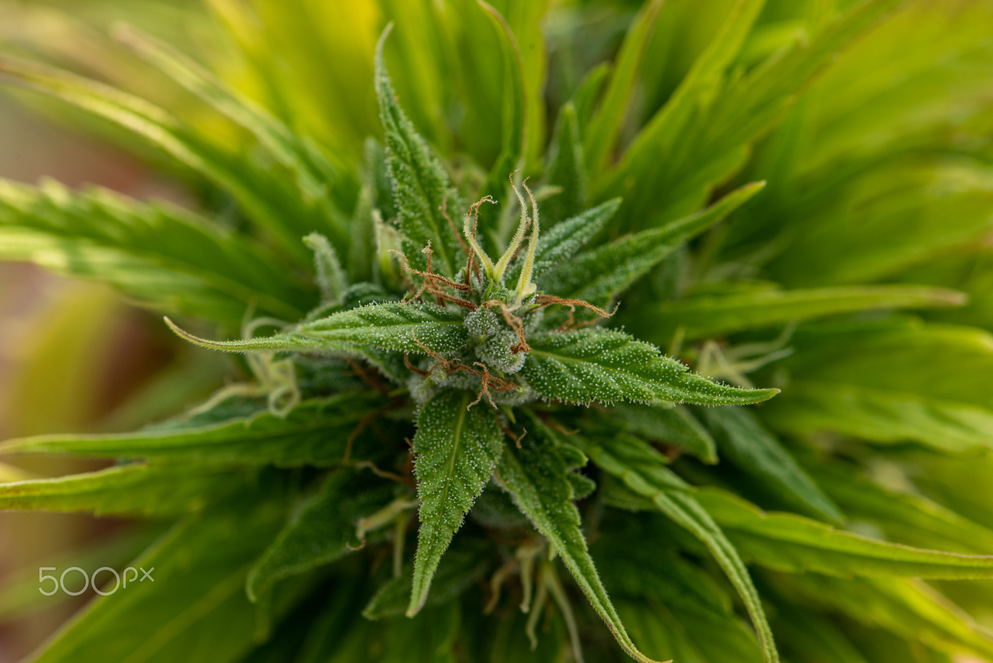 Medical Marijuana in Cannabis
