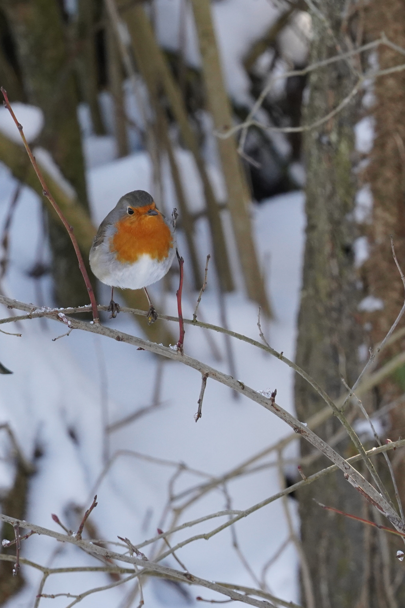 Rouge Gorge En Hiver By Stef Foto 500px