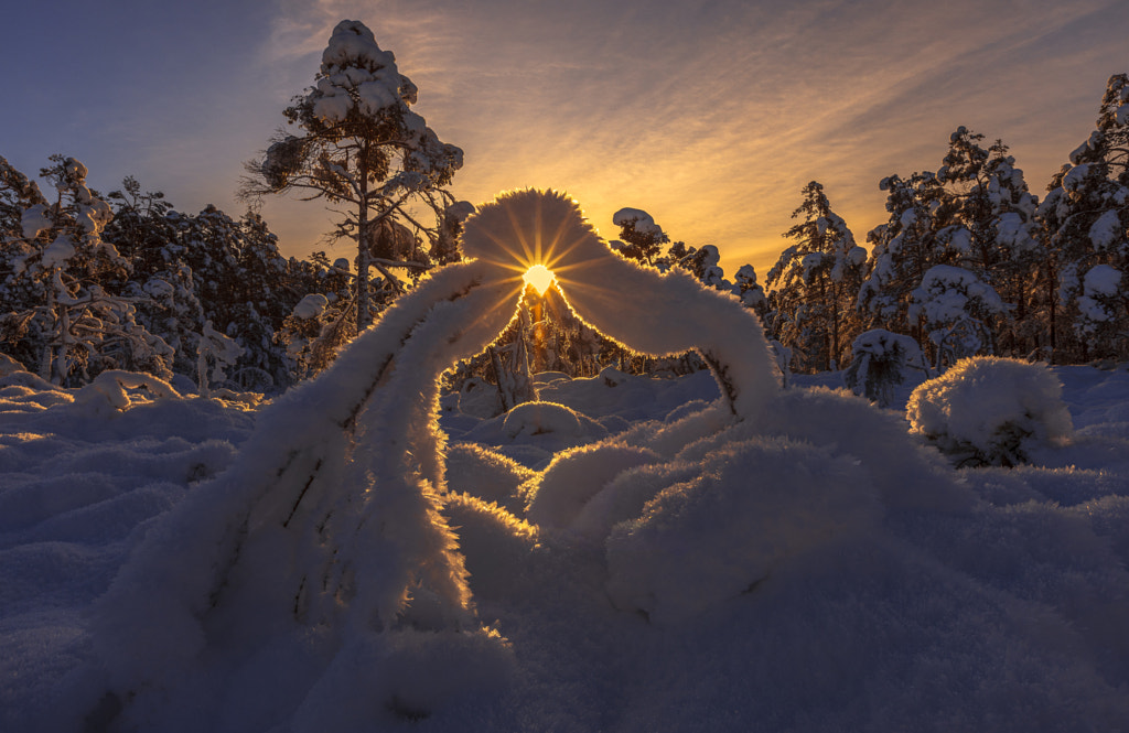 Frosty morning by Rune Askeland on 500px.com
