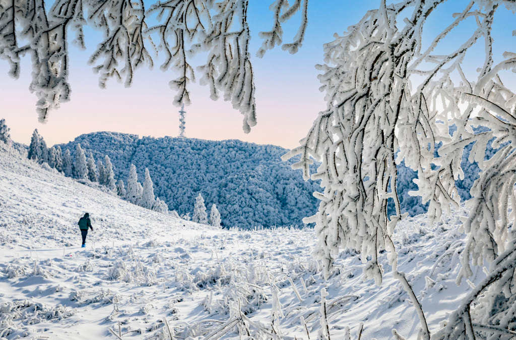 雪地寻觅 by 洋洋洋（杨中毅）  on 500px.com