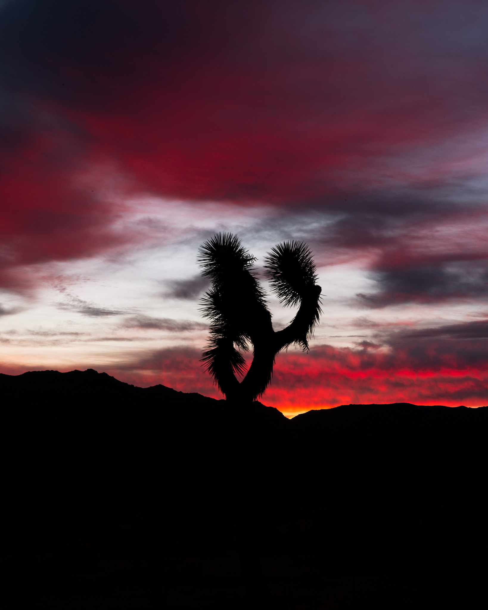 Burning Joshua Tree