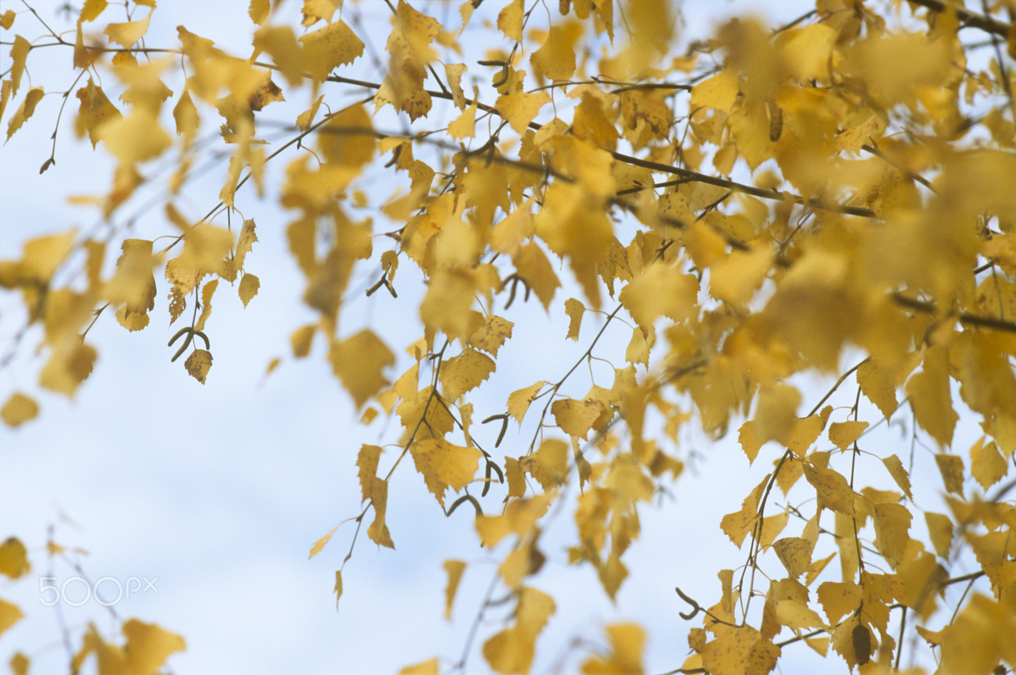 Autumn background with yellow leaves are birch tree on vibrant blue