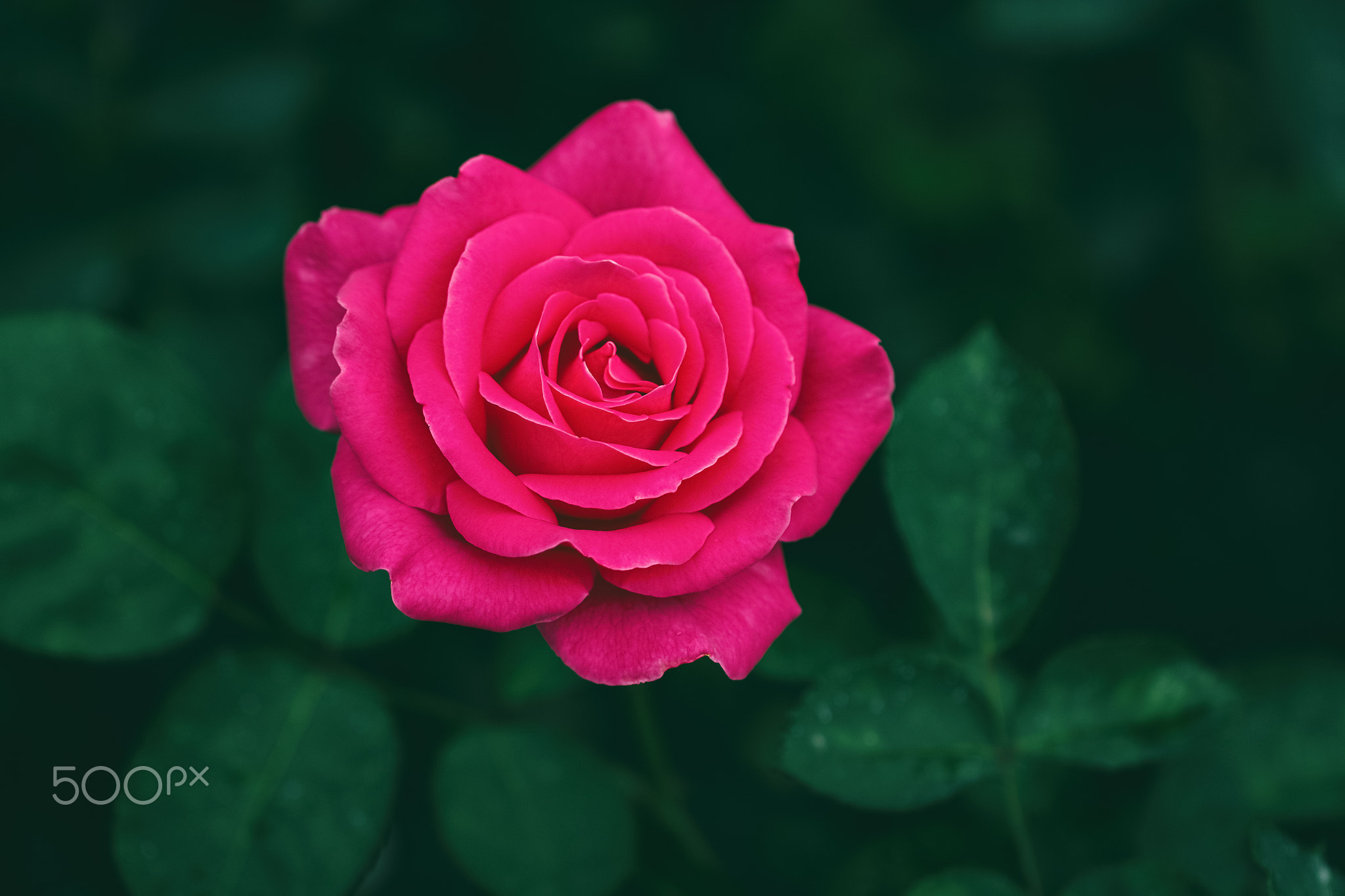 玫瑰花