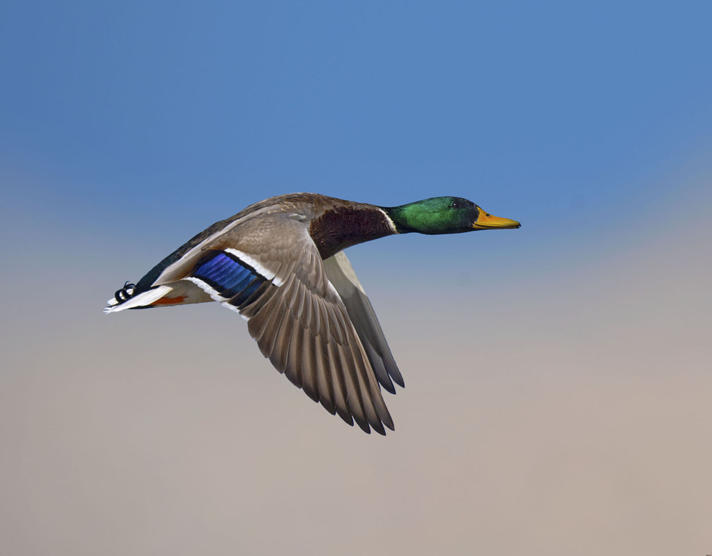 Mallard by Arshad Ashraf on 500px.com