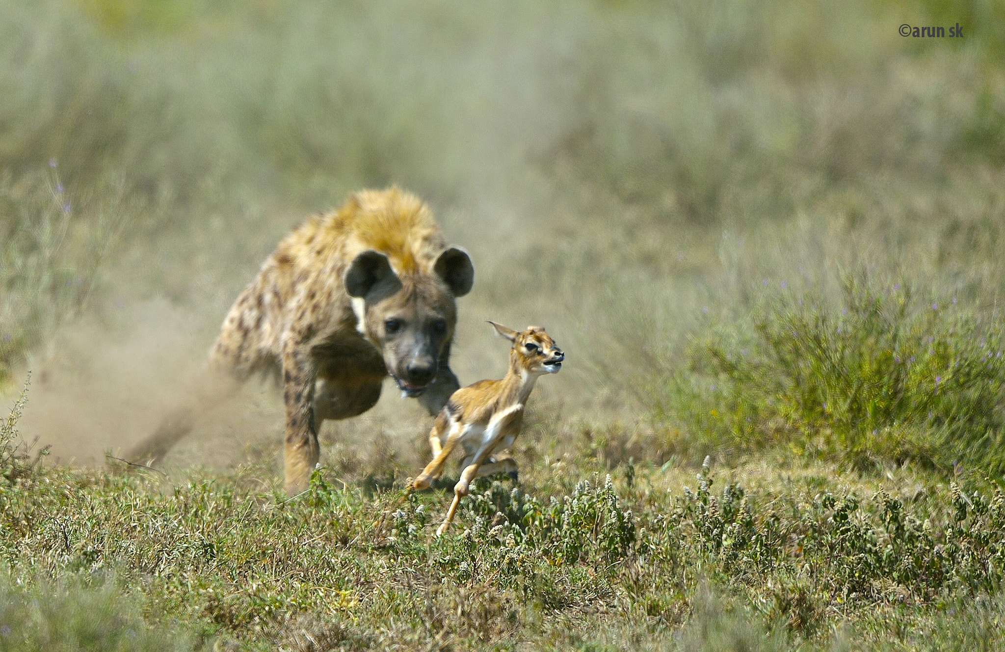 Hyena kill !! by Arun S K / 500px