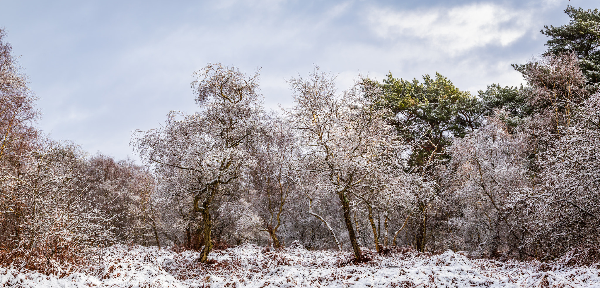 Snow in the woods