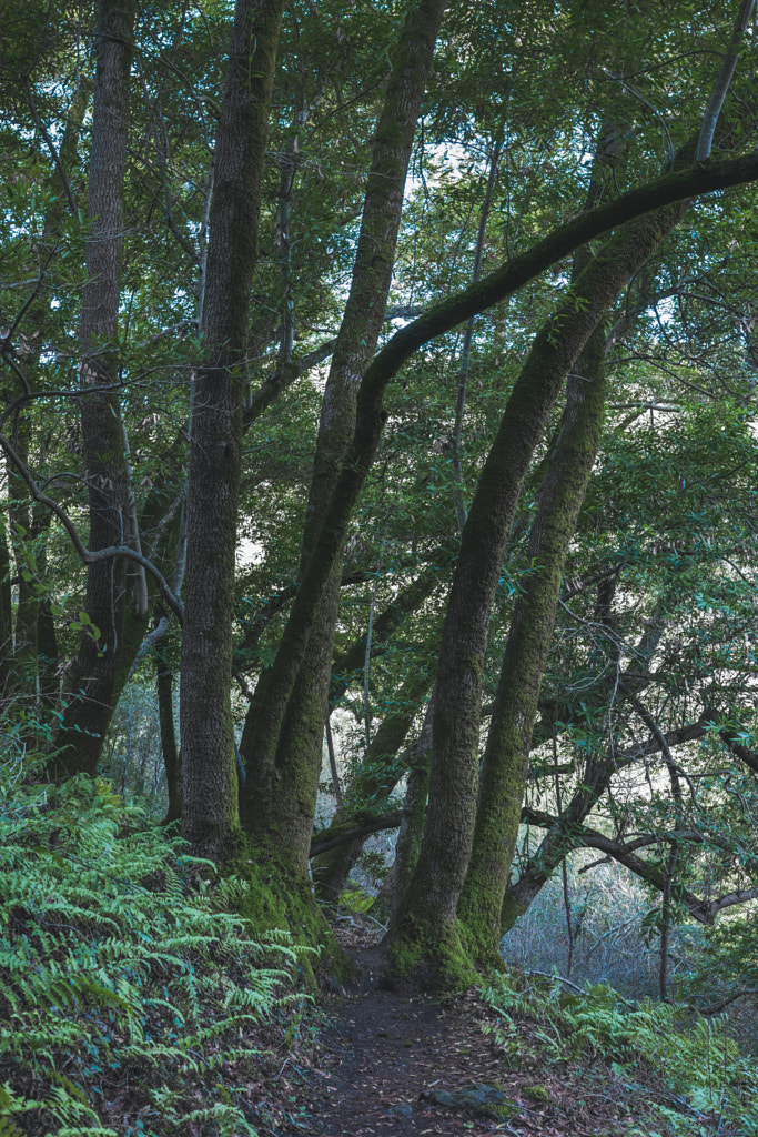 Green plants from a hiking trail in Palo Alto by James Lee on 500px.com