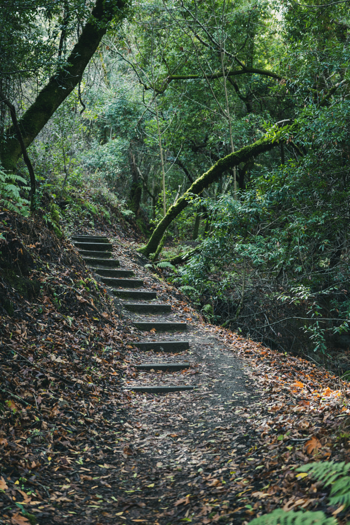 Green plants from a hiking trail in Palo Alto by James Lee on 500px.com