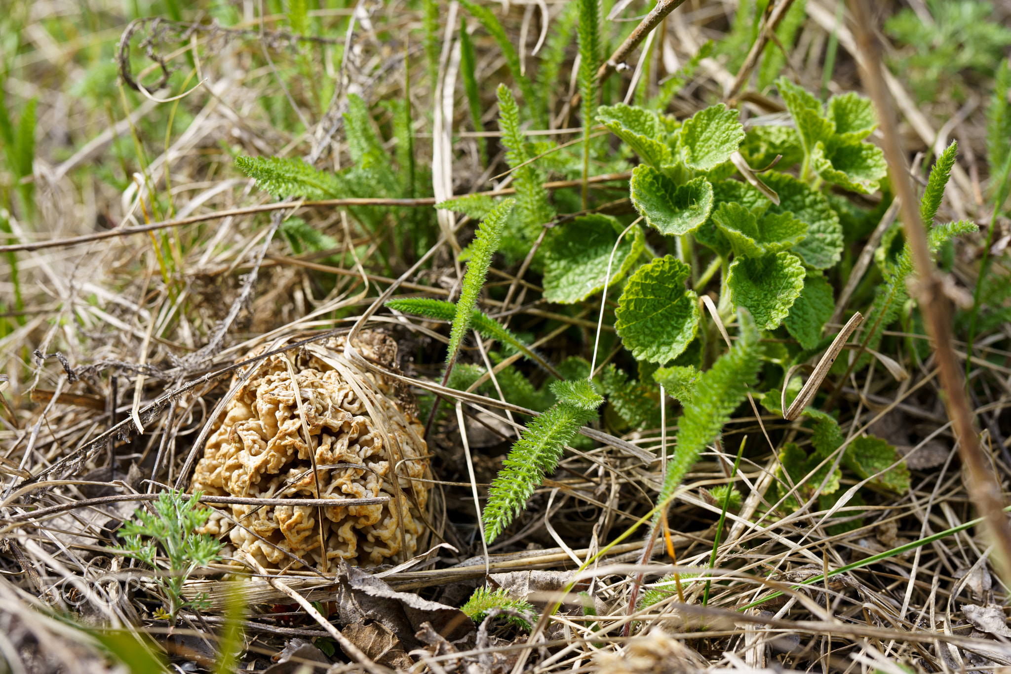 Сморчок степной (Morchella steppicola)