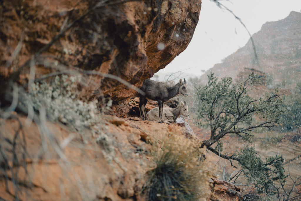 lil sheep frens by Sam Brockway on 500px.com