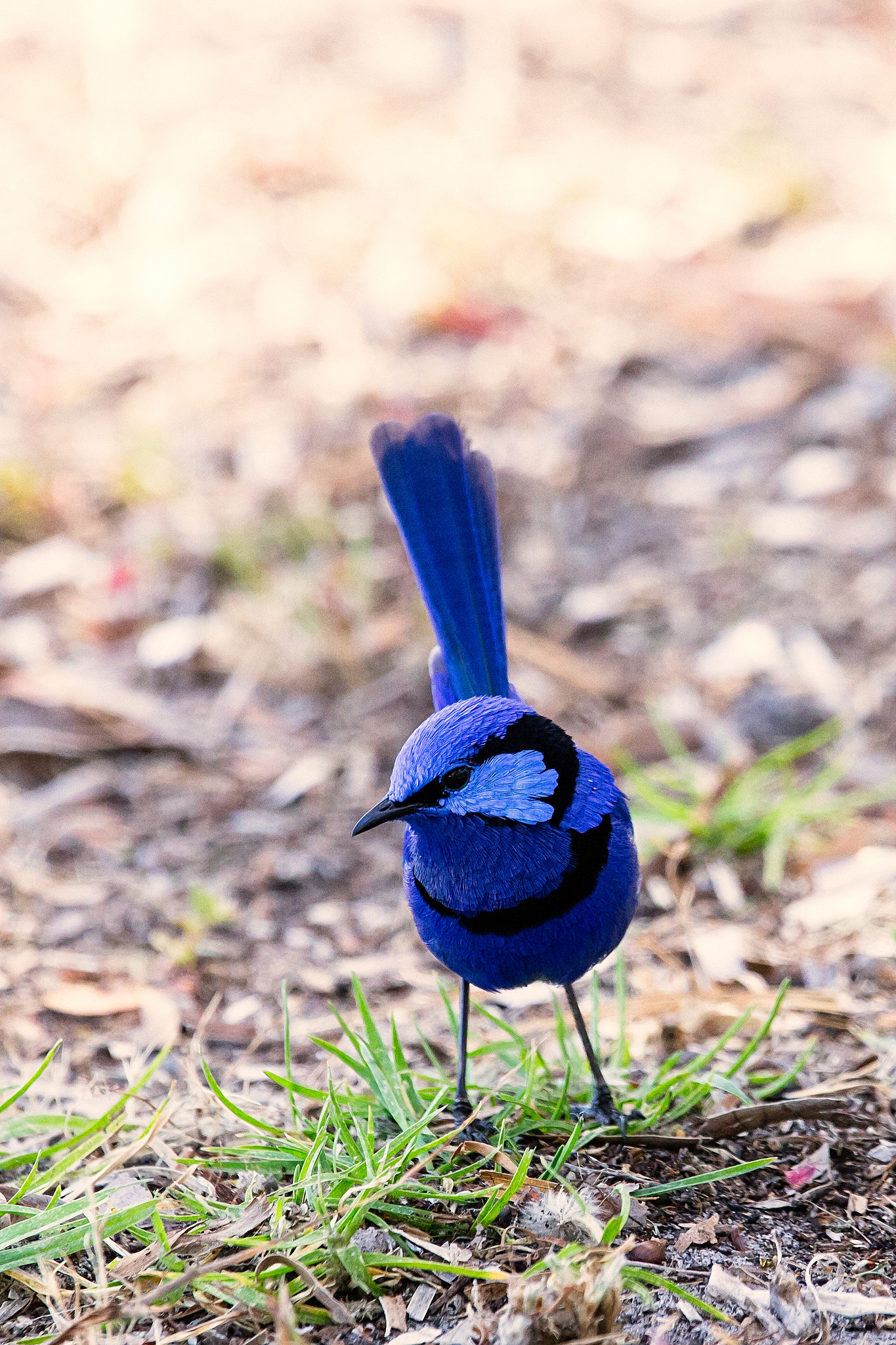 Djorrdjilya by Paul Amyes on 500px.com