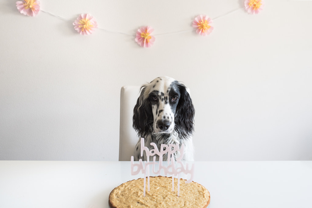 Dog Birthday by Silvia Sala on 500px.com