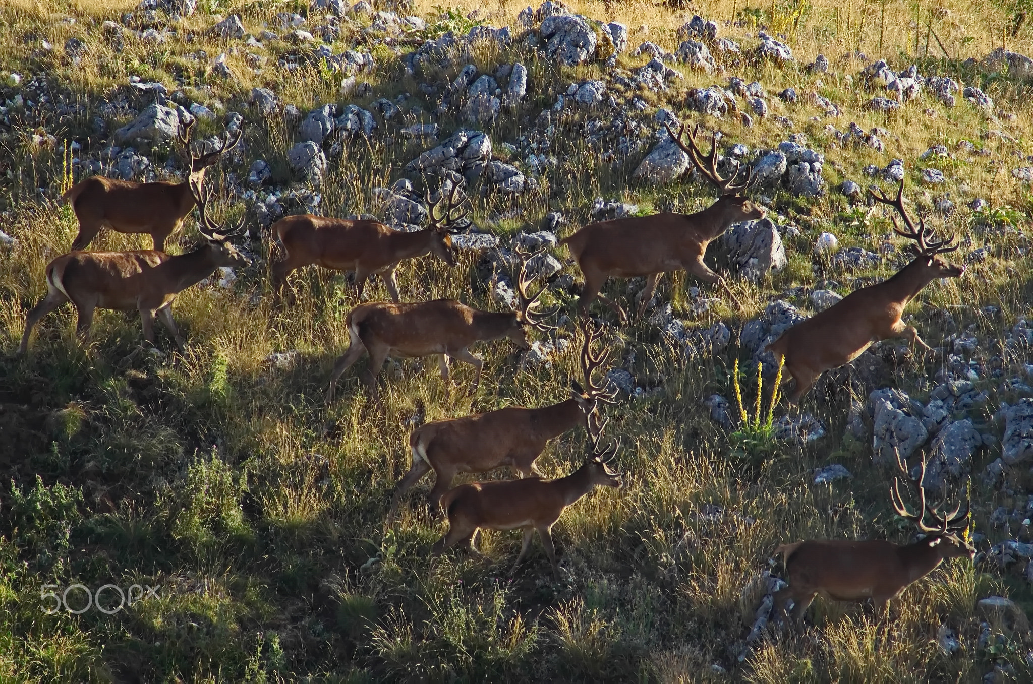 Herd of male Red deers 5