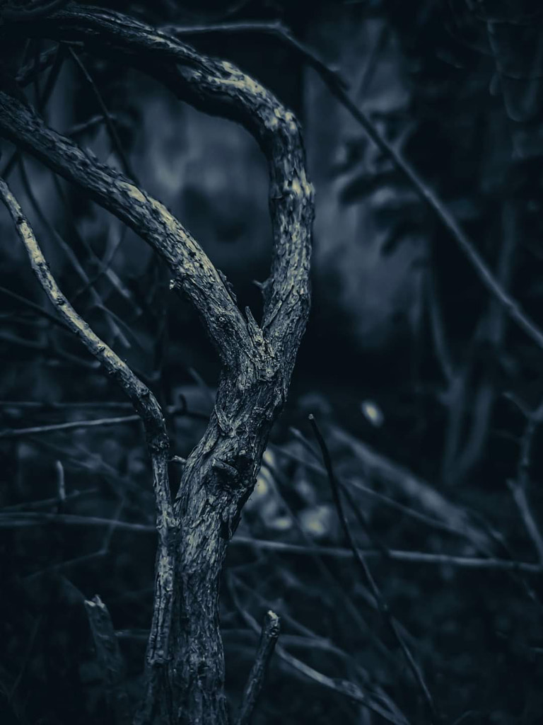 A horrible Night in Jungle by Jayashankar Majhi on 500px.com