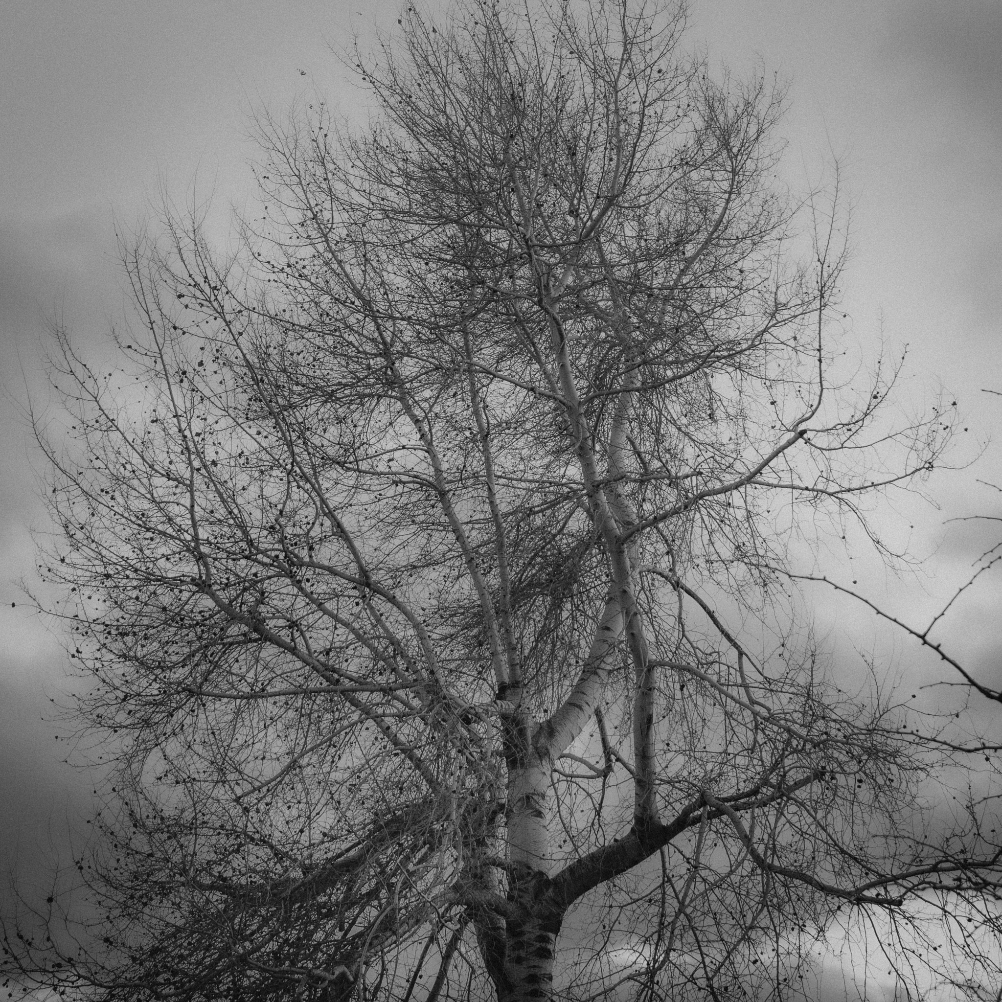A tree in the dark air