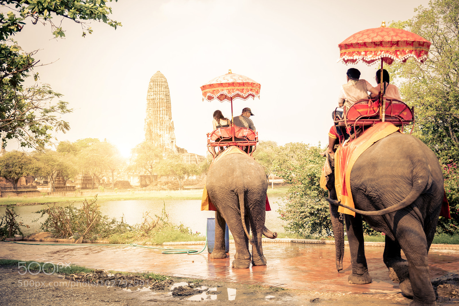 Nikon D610 sample photo. Elephants in ayutthaya photography